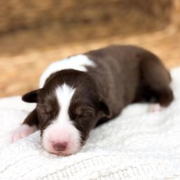 Bingo - Red tri-color female Australian Shepherd puppy in Unionville, Iowa from Soap Creek Kennels