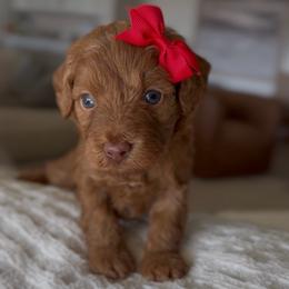 Coda black collar - Red  female Goldendoodle puppy in Queen Creek, Arizona from Sunny Doodles