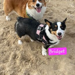 Bridget - Pembroke Welsh Corgi