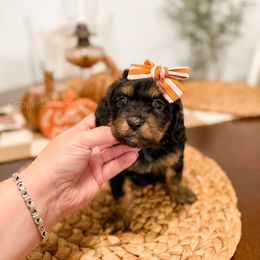 Mayfield - Tri-color female Cavapoo puppy in Colcord, Oklahoma from Copper Lane Aussies, Doodles & Cavapoos