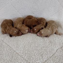 Boy 3 - Apricot male Australian Labradoodle puppy in Harrisonburg, Virginia from Crown Doodles