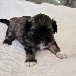 Boy blue collar - Brindle male Shih Tzu puppy in Missouri from Farm Animal Mommy Shih tzu's