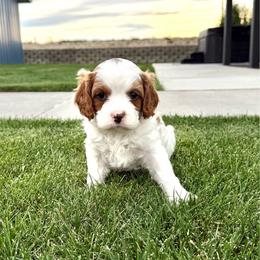 Ranger - Blenheim male Cavapoo puppy in Pasco, Washington from Columbia Basin Puppies