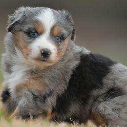 Mia - Blue merle female Miniature Australian Shepherd puppy in Hartman, Arkansas from Southern Edition Aussies