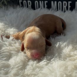 Dachshund puppies from Florida Mini Dachshunds