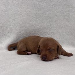 Dachshund Puppies from KJ Kennels of NJ