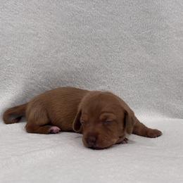 Dachshund Puppies from KJ Kennels of NJ