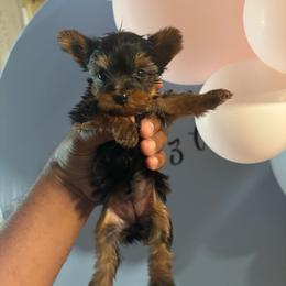 Udon - Black and gold female Yorkshire Terrier puppy in Pomona, California from Lunio's Yorkies
