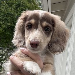 Bennington - Dachshund