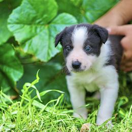 Border Collie and German Shepherd Puppies from Von Guadachi German Shepherds & Audacity Border Collies
