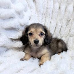 Gravy - Cream male Dachshund puppy in Sebring, Florida from Mini Weenies