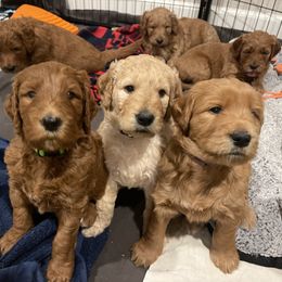 Goldendoodle Puppies from Violet’s Doodles