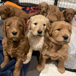 Goldendoodle Puppies from Violet’s Doodles