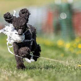 Rowena - Poodle