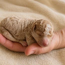 Boy 2 - Cream male Poodle puppy in Eckert, Colorado from High Desert Poodles