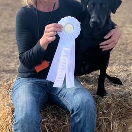 Sugar - Labrador Retriever