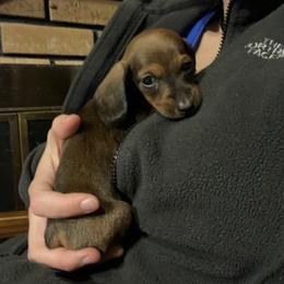 Dachshund Puppies from Mahzian Miniature Dachshunds