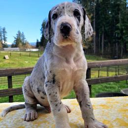 Bruiser - Mantle merle male Great Dane puppy in Castle Rock, Washington from Uber Alles Great Danes
