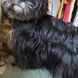 PARKER - Shih Tzu