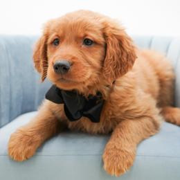 Twix - Dark golden male Golden Retriever puppy in Elmwood Park, Illinois from Goldens&MiniAussiesWithFinesse