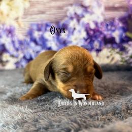 Onxy - Red male Dachshund puppy in Rainier, Oregon from Doxies in Wonderland