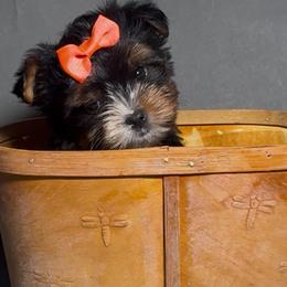 Luci - Parti female Yorkshire Terrier puppy in San Diego, California from BC Breeders Association