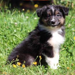 BTF5 - Black tri-color female Australian Shepherd puppy in Chehalis, Washington from Wandering Acres Ranch