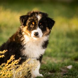 Aussiedoodle and Miniature American Shepherd Puppies from King Family Ranch