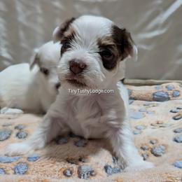AKC 1st Born (Petite Parents) - Tan and white female Yorkshire Terrier puppy in Greencastle, Indiana from Tiny Tushy Lodge
