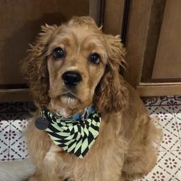 Cocker Spaniel Puppies from A&J Kennel