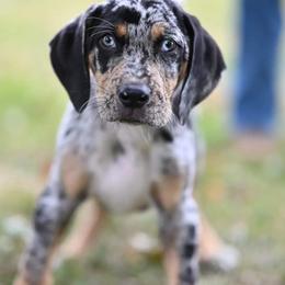 Catahoula Leopard Dog Puppies from Peach Tree Catahoulas