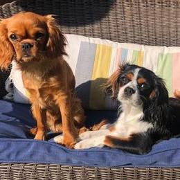 Cavalier King Charles Spaniels from Eternal Cottage