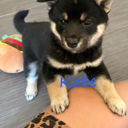 Kobe - Black and tan male Shiba Inu puppy in Victorville, California from Adrianna's Shiba Inus