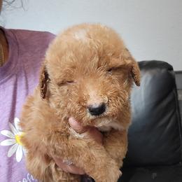 Draggo - Apricot male Goldendoodle puppy in Milwaukwe, Wisconsin from Wisconsin Doodles