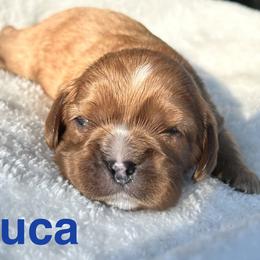 Luca - Ruby male Cavalier King Charles Spaniel puppy in Ormond Beach, Florida from Parkside Cavaliers