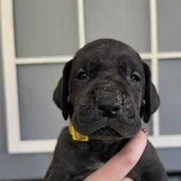 Rebekah - Black female Great Dane puppy in Longview, Texas from Lazy A Danes