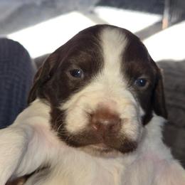 Doc Holiday - Liver and white male Brittany puppy in Stillwater, Oklahoma from Kennel de Fowler