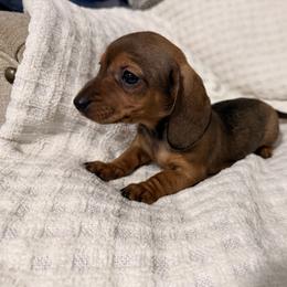 Dachshunds from Down South Dachshunds