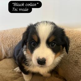 Black collar - Black and tan male Companion Cross puppy in Norco, California from JOY Farms