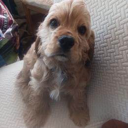 Chet - Red male Cocker Spaniel puppy in New York, New York from Donna Vaughn
