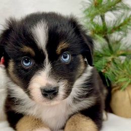 Cocoa Sniffs - Black tri female Miniature American Shepherd puppy in South Branch, Michigan from Ross Ranch Mini and Standard Aussie's