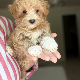 Cavapoo, Maltese, and Maltipoo Puppies from Historic triangle doodles