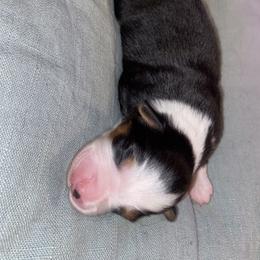 Miniature Australian Shepherd Puppies from Duncan’s Miniature Australian Shepherds