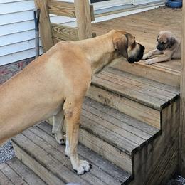 Amity - Great Dane
