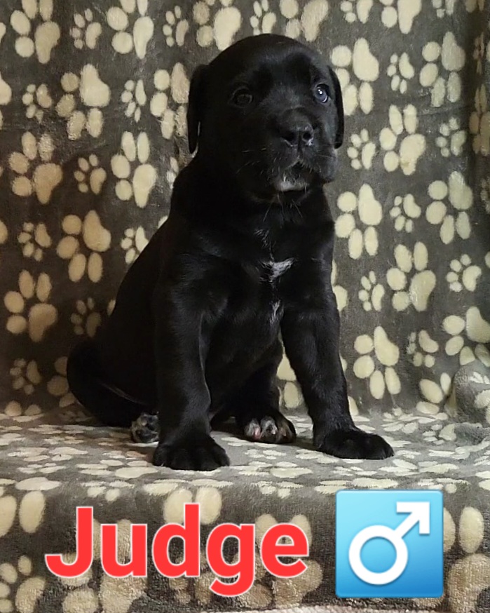 JUDGE - RED - Black Cane Corso puppy in Kimball, Michigan from Sicario Cane Corso