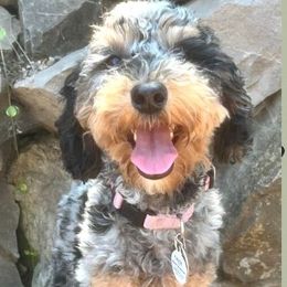 Chloe - Goldendoodle