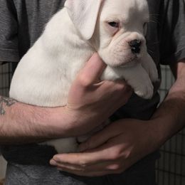 Magik - White male Boxer puppy in Thompson, Pennsylvania from Moonlitboxers