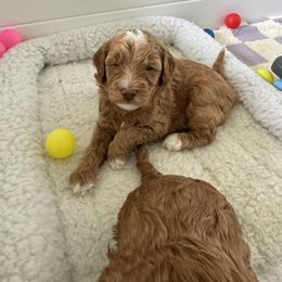 Goldendoodle Puppies from Summer Sun Doodles