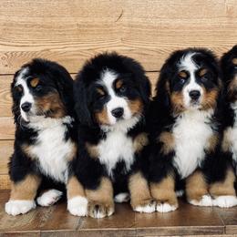 Bernese Mountain Dog Puppies from Bluffside Berners
