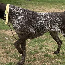 Elsa - German Shorthaired Pointer